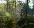 Peculiarities of the nature of the spider web in the forest Royalty Free Stock Photo