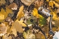 Bicycle is on wedge leaves Royalty Free Stock Photo