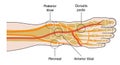 Pedal Pulses