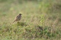 Peddy field pipit in grass land Royalty Free Stock Photo