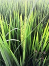 Peddy field rice plant nature sunshine sunset Royalty Free Stock Photo