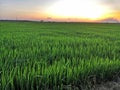 Peddy field rice plant nature sunshine sunset Royalty Free Stock Photo