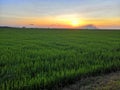 Peddy field rice plant nature sunshine sunset Royalty Free Stock Photo