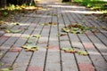 A pedestrian cobblestone path with matching autumn leaves on it is worth the perspective Royalty Free Stock Photo