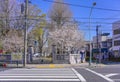 Pedestrian crossing of Hiratsuka Shrine with cherry tree at Kaminakazato in Tokyo.