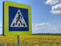Pedestrian crossing road sign on the background of a blooming sunflower field Royalty Free Stock Photo
