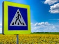 Pedestrian crossing road sign on the background of a blooming sunflower field Royalty Free Stock Photo