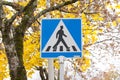 Pedestrian Crossing Sign on autumn leaves background. Royalty Free Stock Photo