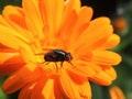 Pedestrian fly. The insect is on the flower of calendula. Close up Royalty Free Stock Photo