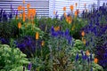 Lush flower bed with sage blue and purple flower combined with yellow ornamental grasses lush green color perennial prairie flower