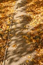 Pedestrian hiking and walking path with yellow and orange fall leaves on the ground fromt trees Royalty Free Stock Photo