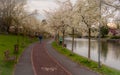 Pedestrian path along the river and magnolia trees in flower in Timisoara