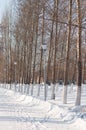 A pedestrian path in a city park with bare trees covered with white snow. lighting lanterns along the path Royalty Free Stock Photo