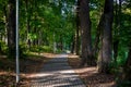 Pedestrian path in the park among the old high lindens