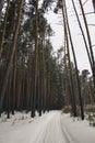 Pedestrian Path Through The Pine Forest