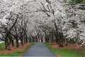 Walkway under Spring Blooming Cherry Trees Reston VA