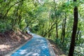 Pedestrian road in the lakeside forest