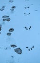 Footprints on the snow. Royalty Free Stock Photo