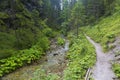 Pedestrian trail along the river in forest mountain gorge