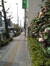 A pedestrian walk with camellia japonica trees on side, element of pedestrian, row of shops