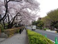 Pedestrian walk at the University of Tokyo, 2016