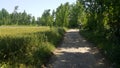 Pedestrian way or walk way with trees on sides for public walk