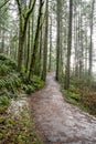 Pedestrian winding path up the hill in an old winter snow-covered wild forest with moss-covered trees Royalty Free Stock Photo