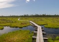 A pedestrian wooden footbridge over swamp wetlands with small pines. bog plants and ponds, a typical West-Estonian bog. Nigula