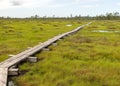 A pedestrian wooden footbridge over swamp wetlands with small pines. bog plants and ponds, a typical West-Estonian bog. Nigula