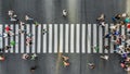 Pedestrians on a zebra crosswalk. Top view