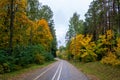 Pedestrin road in autumn forest. Asphalt road in deciduous forest. Walk place in park. Autumn mood