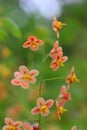 Pedicel with delicate orange blossoms Royalty Free Stock Photo
