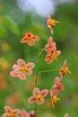 Pedicel with delicate orange blossoms