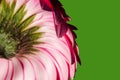 Pedicel gerbera with pink petals on a green background Royalty Free Stock Photo