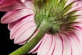 Pedicel gerberas reinforced with wire is macro