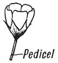 Pedicel vintage illustration Royalty Free Stock Photo