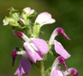 Pedicularis bifida Royalty Free Stock Photo