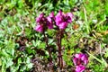 Pedicularis crassirostris Bunge family Scrophulariaceae in the mountains of Abkhazia