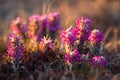 Pedicularis lanata. Beautiful pink flowers lit by the first rays of the sun at sunrise. Royalty Free Stock Photo