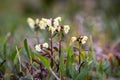 Pedicularis lapponica flowers Royalty Free Stock Photo