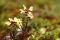 Pedicularis lapponica, the lapland lousewort, with flowers Royalty Free Stock Photo