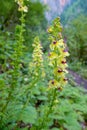 Pedicularis torta Royalty Free Stock Photo
