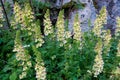 Pedicularis torta Royalty Free Stock Photo