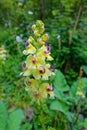 Pedicularis torta Royalty Free Stock Photo