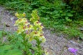Pedicularis torta Royalty Free Stock Photo