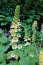 Pedicularis torta Royalty Free Stock Photo