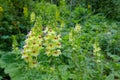 Pedicularis torta Royalty Free Stock Photo