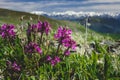 Pedicularis verticillata flowers on the slope of a mountain range Royalty Free Stock Photo