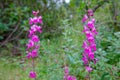 Pedicularisdavidii Franch