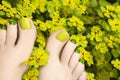 Pedicure in flowers plants.